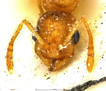 Media type: image;   Entomology 28841 Aspect: head frontal view